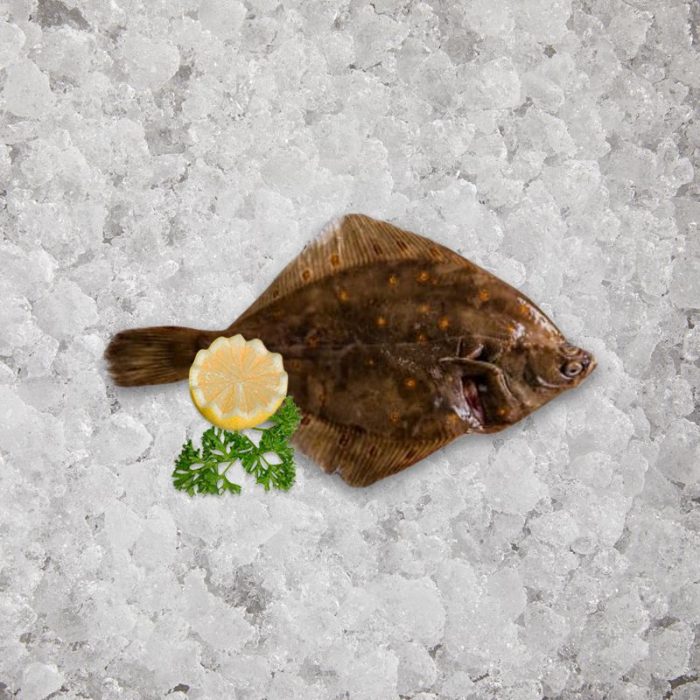 fresh_caught_plaice